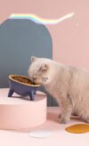 Cat Dog Bowl With Stand Pet Feeding Food Bowls Dogs Bunny Rabbit Nordic Color Feeder Product Supplies Pet Accessories - Image 2